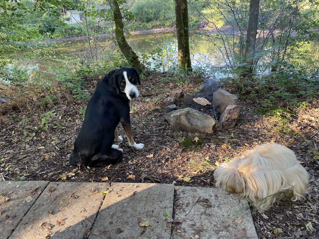 🐾 Tous les chiens ne veulent pas la même vie