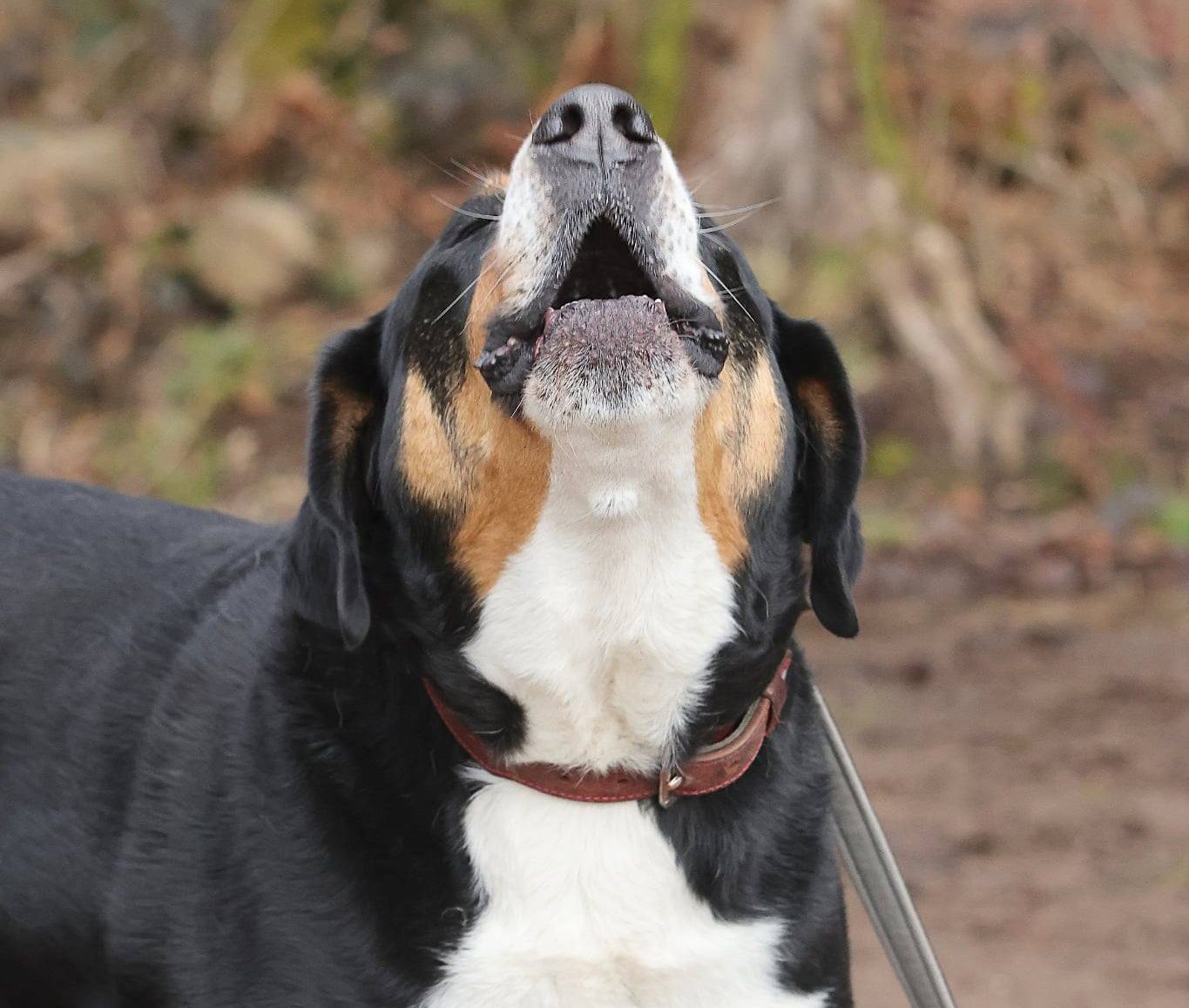 🐾 La pression invisible que nous mettons à nos chiens