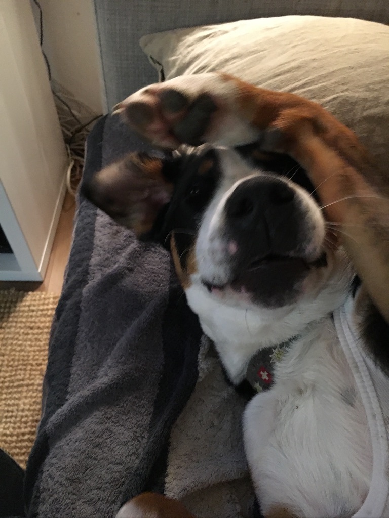 🐾 Être une référence, ce n’est pas dominer