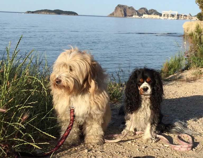 🐾 Ce que mes chiens m’ont appris